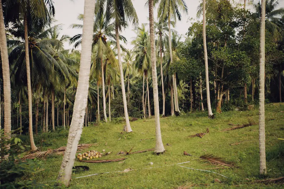 A lush green coconut farm with farmers implementing sustainable farming practices.