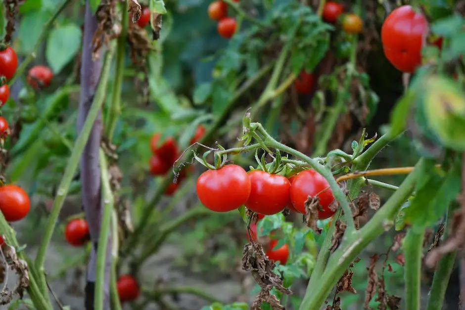 Image of various tomato plants affected by diseases